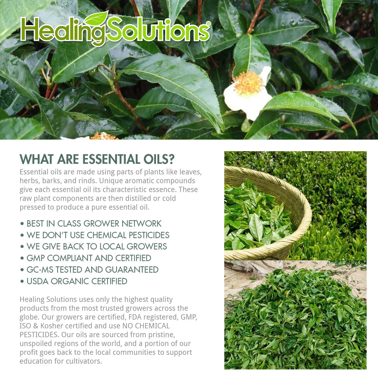 Healing - - Solutions Grade Tree Tea Essential Therapeutic Best 100% Pure, (60ml) Oil 60ml/2oz Oil