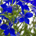 Regatta Lobelia Flower Seed erinus Trailing, - Series, - Seeds - Garden Gardening Seeds 1000 - Lobelia Annual Blue Midnight Flower